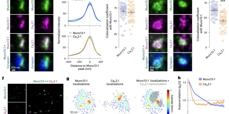 Hippocampal study reveals distinct protein mechanisms for calcium channel clustering and vesicle priming