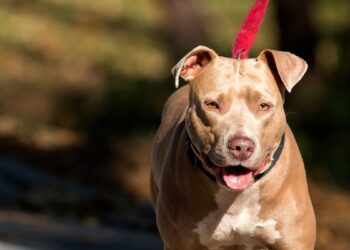 ‘Horrifying’ attack: 18-month-old girl killed by her dog