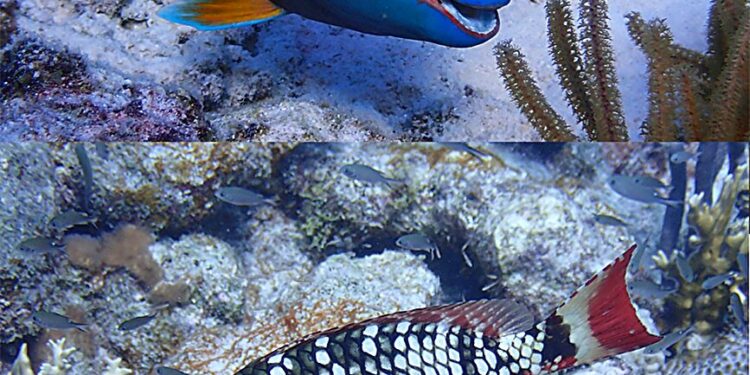 How Parrotfish Promote Coral Health