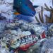 How Parrotfish Promote Coral Health