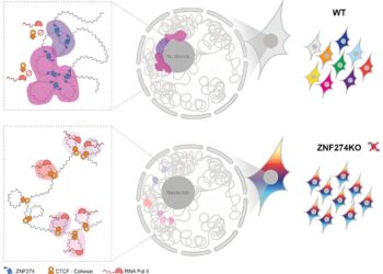 How a protein keeps gene clusters silent in the cell nucleolus