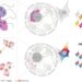How a protein keeps gene clusters silent in the cell nucleolus
