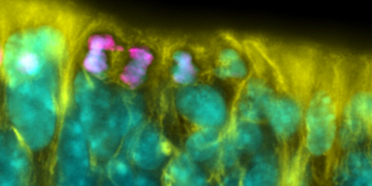 How developmental signals may contribute to genomic mosaicism
