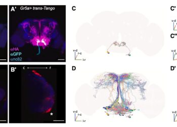 How hunger influences aversive learning in fruit flies