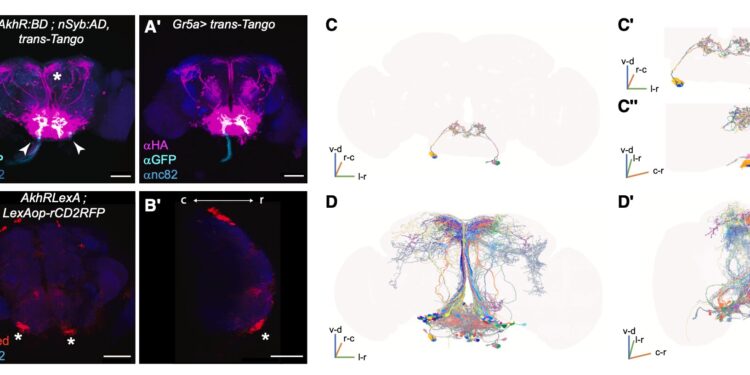 How hunger influences aversive learning in fruit flies