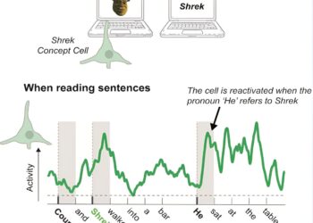 How pronouns are processed in the memory region of the human brain