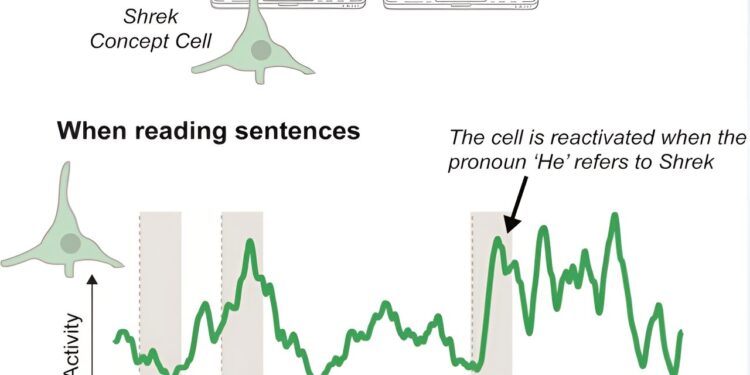 How pronouns are processed in the memory region of the human brain