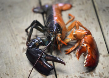How rare is a rare-colored lobster? Scientists say the answer may lie under the shell