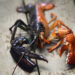 How rare is a rare-colored lobster? Scientists say the answer may lie under the shell