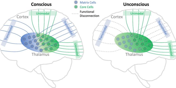 How the brain’s inner chamber governs our state of consciousness