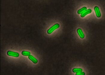 ‘Ice Bucket Challenge’ Reveals Bacteria Can Anticipate Seasons