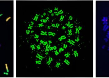 Identification of a pathway linked to genomic alterations responsible for cancer