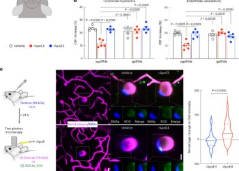 Immune cells linked to blood vessel damage and neurodegeneration