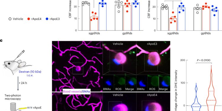 Immune cells linked to blood vessel damage and neurodegeneration
