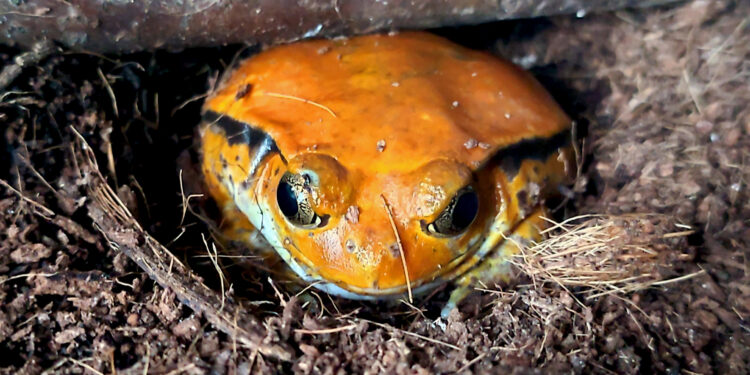 Independent origins of frog glue and its role in predator escape