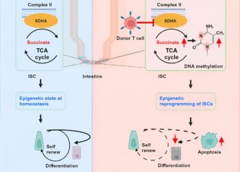 Inflammation has lasting effects on intestinal stem cells, researchers find