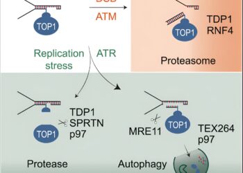 International team discovers new process that allows cells to repair DNA damage