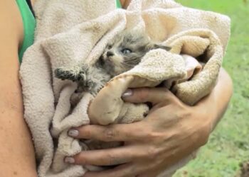 MUST SEE | Kitten rescued after being stuck in pipe for 5 days