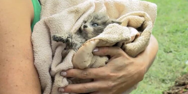 MUST SEE | Kitten rescued after being stuck in pipe for 5 days