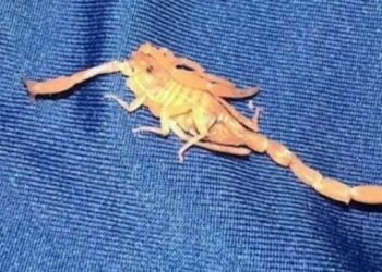 Man sues Las Vegas hotel after scorpion sting ruins sex life