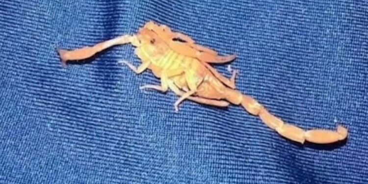 Man sues Las Vegas hotel after scorpion sting ruins sex life