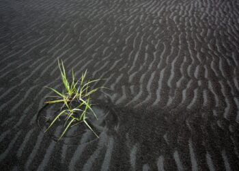 Mathematical model explains how plant communities evolve when uninhabited lands are conquered