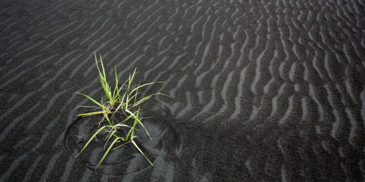 Mathematical model explains how plant communities evolve when uninhabited lands are conquered