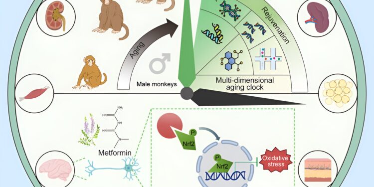 Metformin slows organ aging in male monkeys