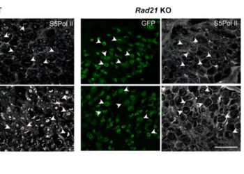 Mice study explores how nerve cells repair themselves