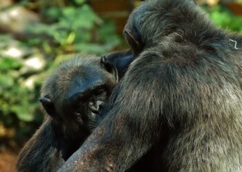 Monkeys Understand Reasons Behind Others’ Actions, Study Finds