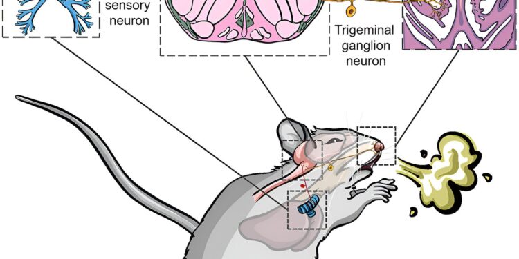 Mouse study isolates neurons responsible for triggering sneezing and coughing