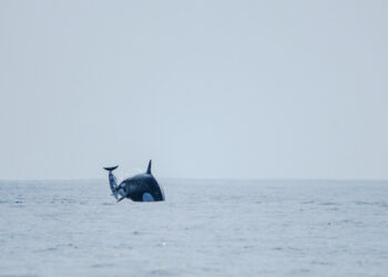 Mysterious pod of orcas found near Chile reveals new hunting techniques