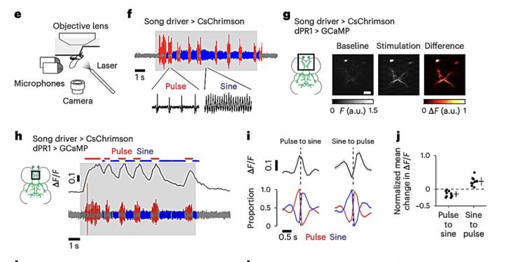 Nested premotor circuit activity stimulates production of distinct courtship songs in male flies