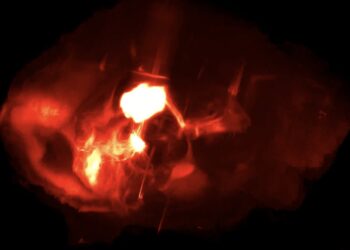 Neuroscientists discover role of serotonin in resilience
