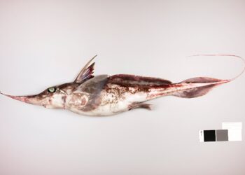 New Zealand scientists discover ‘ghost fish’