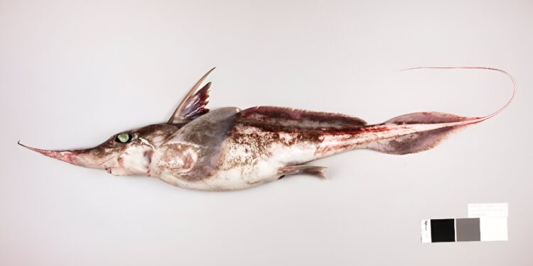 New Zealand scientists discover ‘ghost fish’