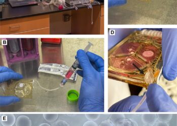 New approach brings cell therapy closer to treating many disorders