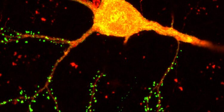 New brain mapping tool could be the “BEGINNING” of next-generation therapies