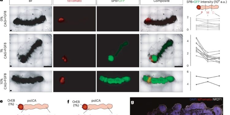 New brain organoid model replicates human cortical domains