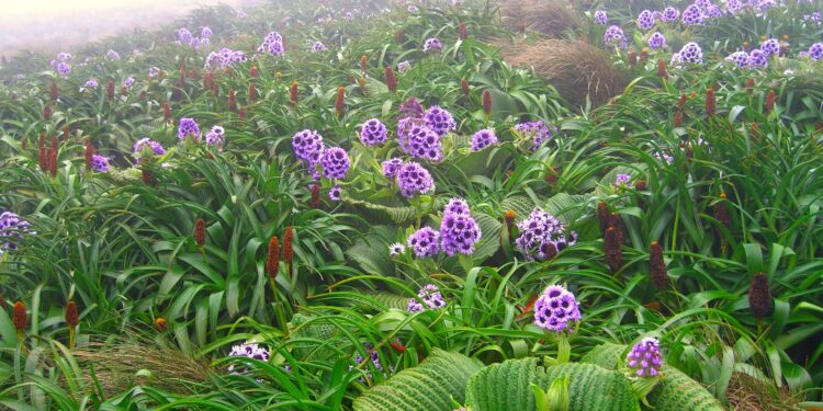 New database covers distribution and evolutionary history of megadiverse flowering plant family on isolated islands