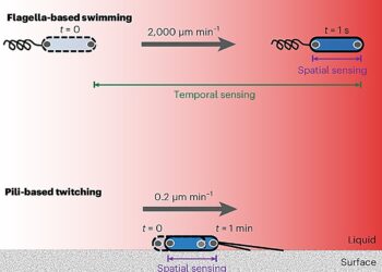 New discovery about how bacteria navigate their environment could change the way we treat infections