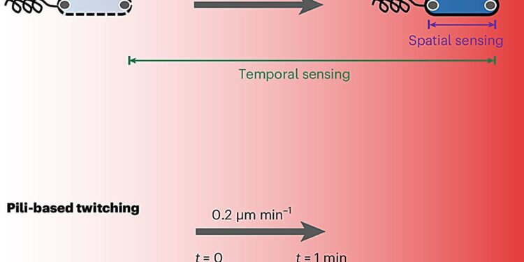 New discovery about how bacteria navigate their environment could change the way we treat infections