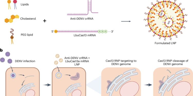 New mRNA and gene editing tools offer hope for dengue virus treatment