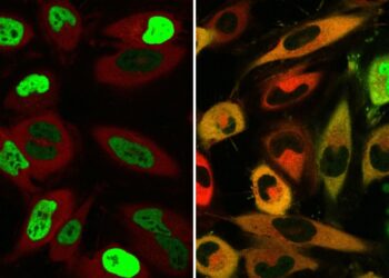 New method developed to relocate misplaced proteins in cells
