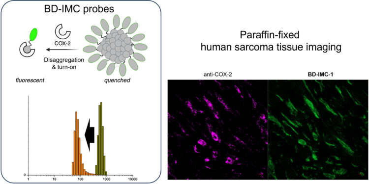New molecular sensor enables fluorescence imaging to assess sarcoma severity
