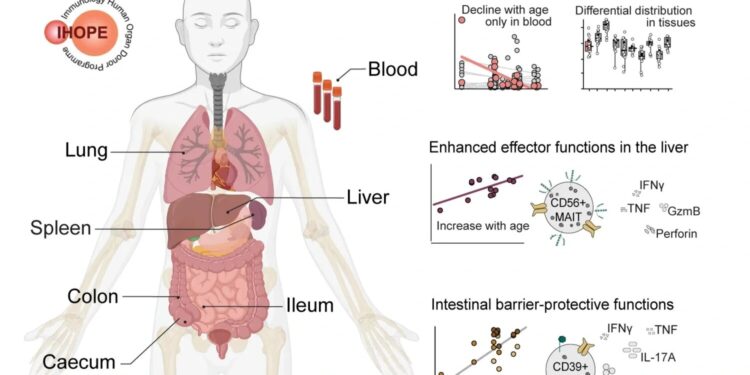 New study reveals specialization of immune cells in different tissues