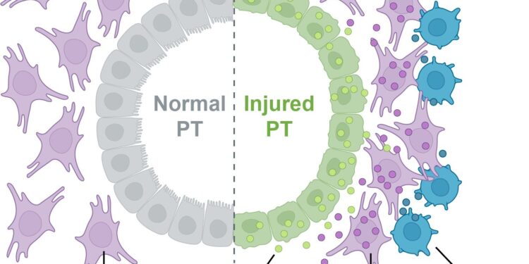 New study shows cells are involved in unhealthy relationships after acute kidney injury in mice