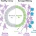 New study shows cells are involved in unhealthy relationships after acute kidney injury in mice