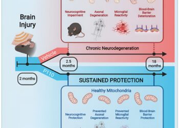New study shows chronic neurodegeneration can be prevented after head trauma