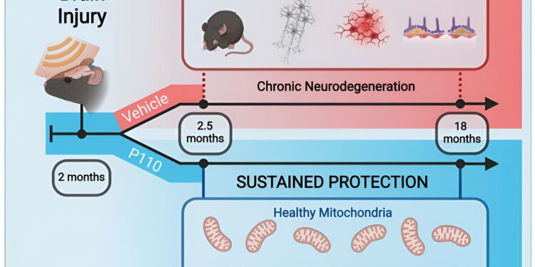 New study shows chronic neurodegeneration can be prevented after head trauma